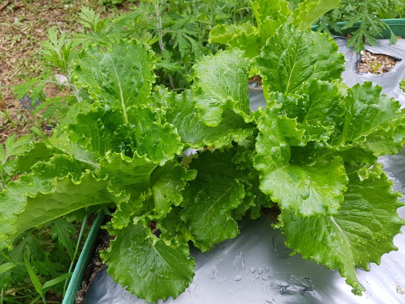 장터 상품 [부산 기장 철마 상추] 썸네일