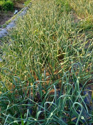 삼성농산님의 자유주제 · 자유게시판 작성글 사진