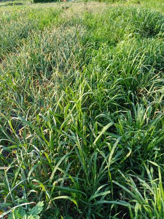 삼성농산님의 자유주제 · 자유게시판 작성글 사진