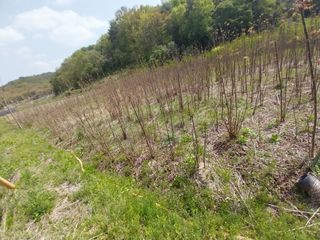 참죽나무 언덕님의 기타작물 · 자유게시판 작성글 사진