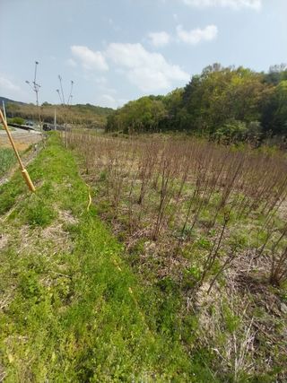 참죽나무 언덕님의 기타작물 · 자유게시판 작성글 사진