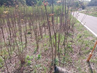 참죽나무 언덕님의 기타작물 · 자유게시판 작성글 사진