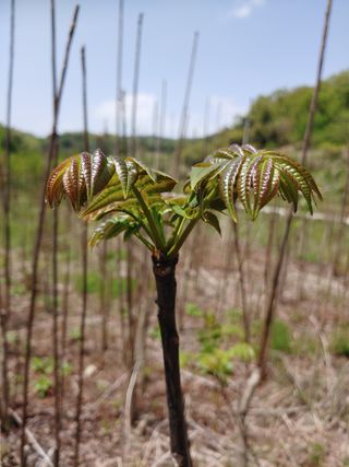참죽나무 언덕님의 기타작물 · 자유게시판 작성글 사진