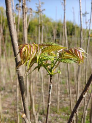 참죽나무 언덕님의 기타작물 · 자유게시판 작성글 사진