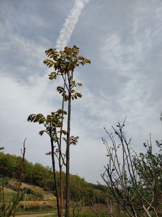 참죽나무 언덕님의 기타작물 · 자유게시판 작성글 사진