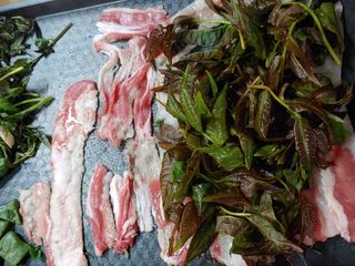 참죽나무 언덕님의 기타작물 · 자유게시판 작성글 사진