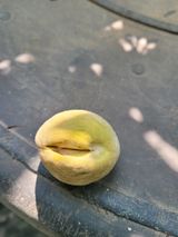 팜모닝 복숭아·자유게시판 게시글 이미지