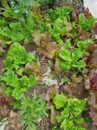 김건호님의 자유주제 · 자유게시판 작성글 사진