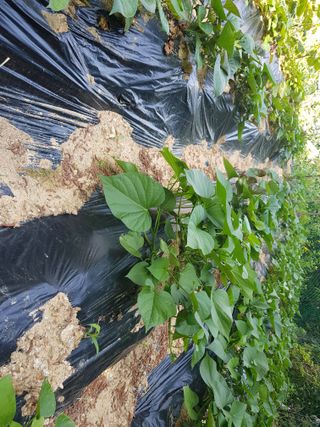 김건호님의 자유주제 · 자유게시판 작성글 사진