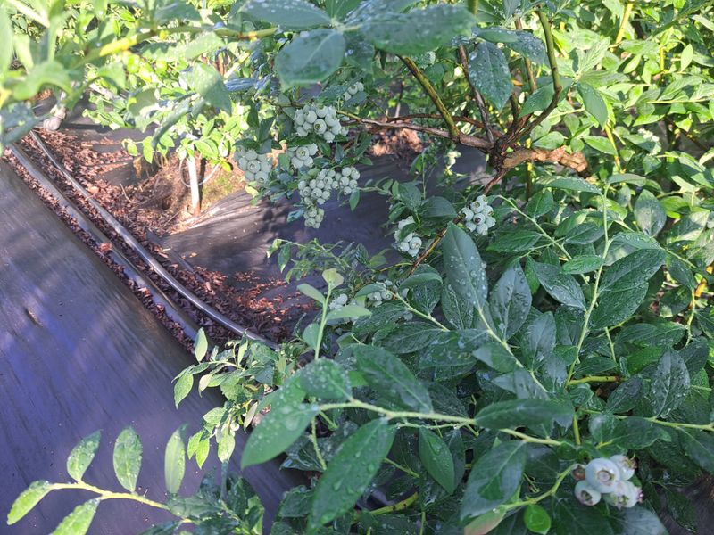 장터 상품 [블루베리 1kg] 썸네일