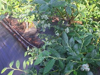 베리사랑득이농산님의 작성글 사진