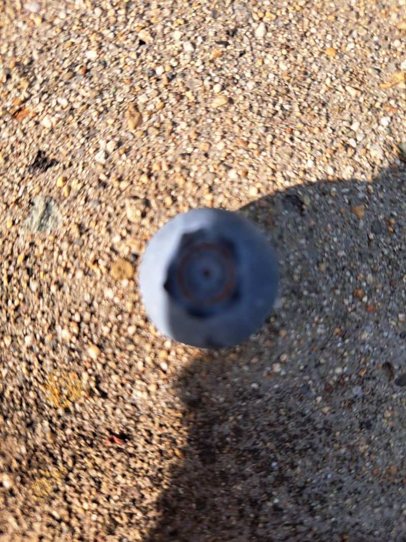 베리사랑득이농산님의 장터 판매 상품 [블루베리 1kg] 첨부 사진