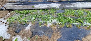 서상진님의 참깨 · 자유게시판 작성글 사진