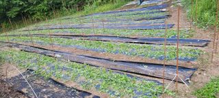 서상진님의 참깨 · 자유게시판 작성글 사진