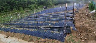 서상진님의 참깨 · 자유게시판 작성글 사진