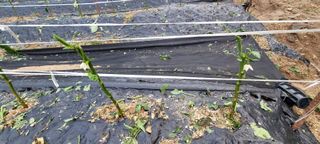 서상진님의 참깨 · 자유게시판 작성글 사진