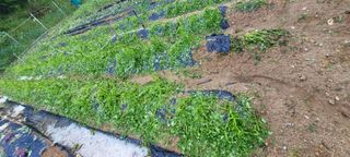 서상진님의 참깨 · 자유게시판 작성글 사진