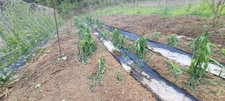 서상진님의 참깨 · 자유게시판 작성글 사진