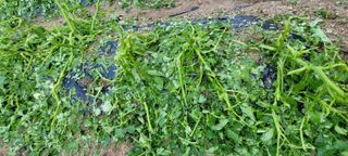 서상진님의 참깨 · 자유게시판 작성글 사진