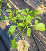 팜모닝 고추·비료•농약 게시글 이미지