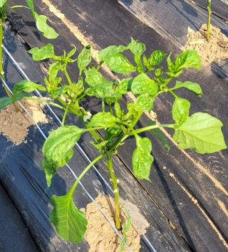 판관님의 고추 · 비료•농약 작성글 사진