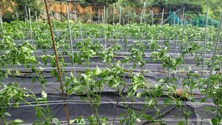 별산장지기임태경님의 농부님! 어떤 농약 쓰세요? · 참여 작성글 사진