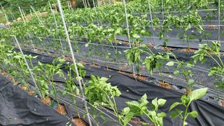 별산장지기임태경님의 농부님! 어떤 농약 쓰세요? · 참여 작성글 사진