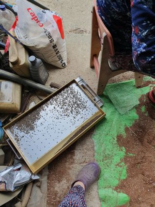 김종은님의 들깨 · 자유게시판 작성글 사진