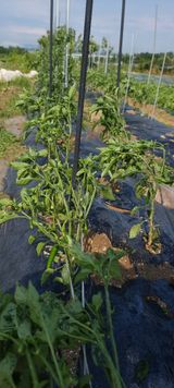 팜모닝 자유주제·자유게시판 게시글 이미지