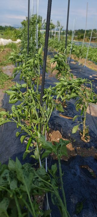 희망농부58님의 자유주제 · 자유게시판 작성글 사진