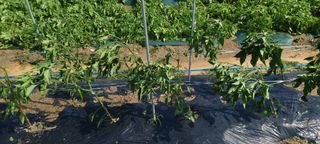 희망농부58님의 자유주제 · 자유게시판 작성글 사진