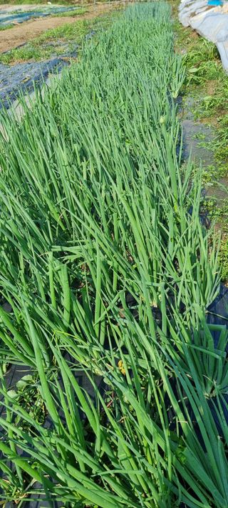 희망농부58님의 자유주제 · 자유게시판 작성글 사진