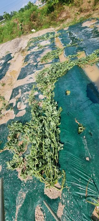 희망농부58님의 자유주제 · 자유게시판 작성글 사진