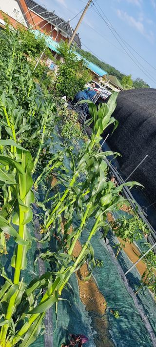 희망농부58님의 자유주제 · 자유게시판 작성글 사진