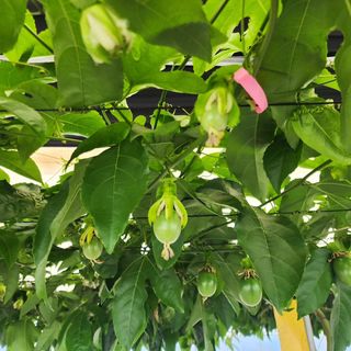 김영준님의 기타작물 · 자유게시판 작성글 사진