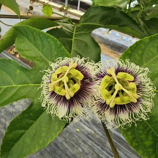 김영준님의 기타작물 · 자유게시판 작성글 사진