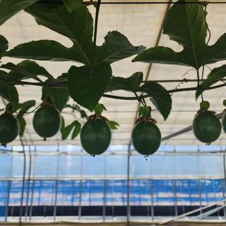 김영준님의 기타작물 · 자유게시판 작성글 사진