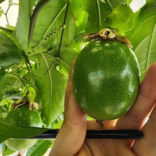 김영준님의 기타작물 · 자유게시판 작성글 사진