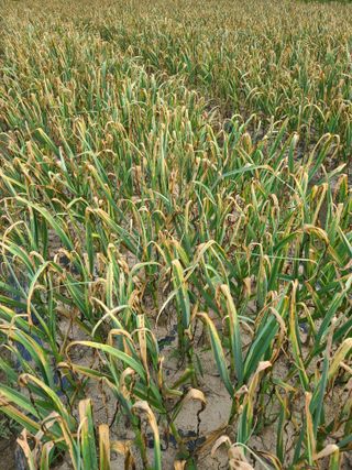 나무꾼님의 농부님! 어떤 농약 쓰세요? · 참여 작성글 사진