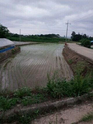 김화연님의 벼 · 자유게시판 작성글 사진