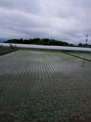 김화연님의 벼 · 자유게시판 작성글 사진