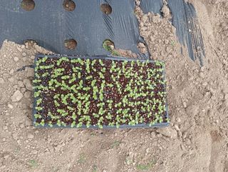 윤성애님의 참깨 · 자유게시판 작성글 사진