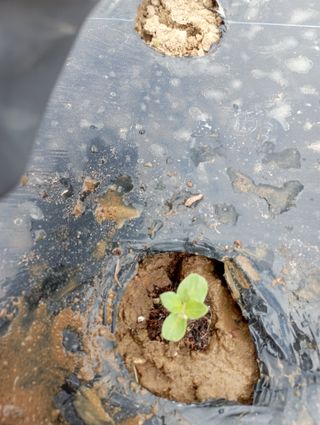 윤성애님의 참깨 · 자유게시판 작성글 사진