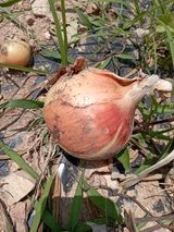 팜모닝 양파·자유게시판 게시글 이미지