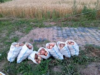 윤성애님의 양파 · 자유게시판 작성글 사진