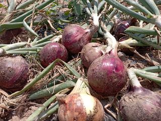 윤성애님의 양파 · 자유게시판 작성글 사진