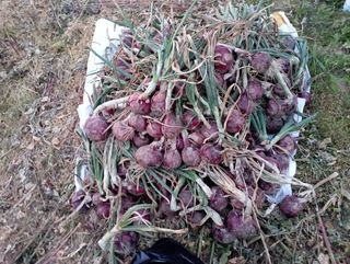 윤성애님의 양파 · 자유게시판 작성글 사진