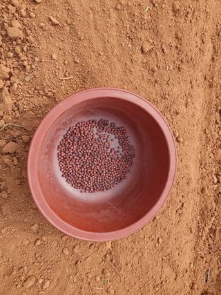 정종필님의 콩 · 자유게시판 작성글 사진