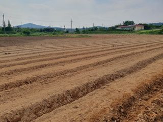 정종필님의 콩 · 자유게시판 작성글 사진