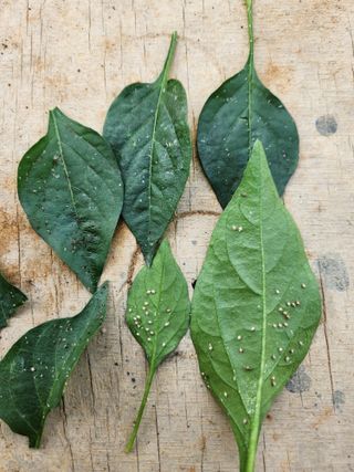 백재명님의 고추 · 병해충상담 작성글 사진